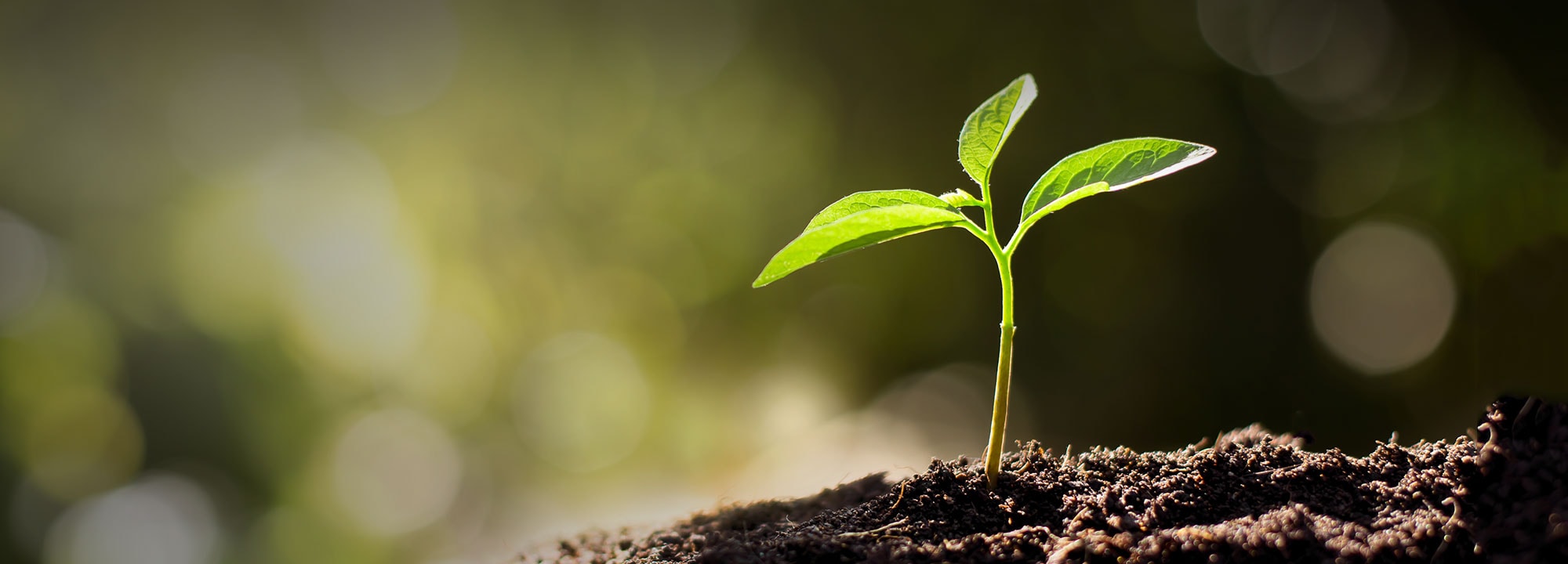 A sapling growing from a pile of soil